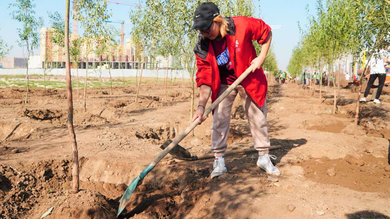 300 деревьев. Высадка деревьев в городе. Люди из колледжа которые сажают деревья. Посадка дерева в офисе. Белозерцев сажает дерево.