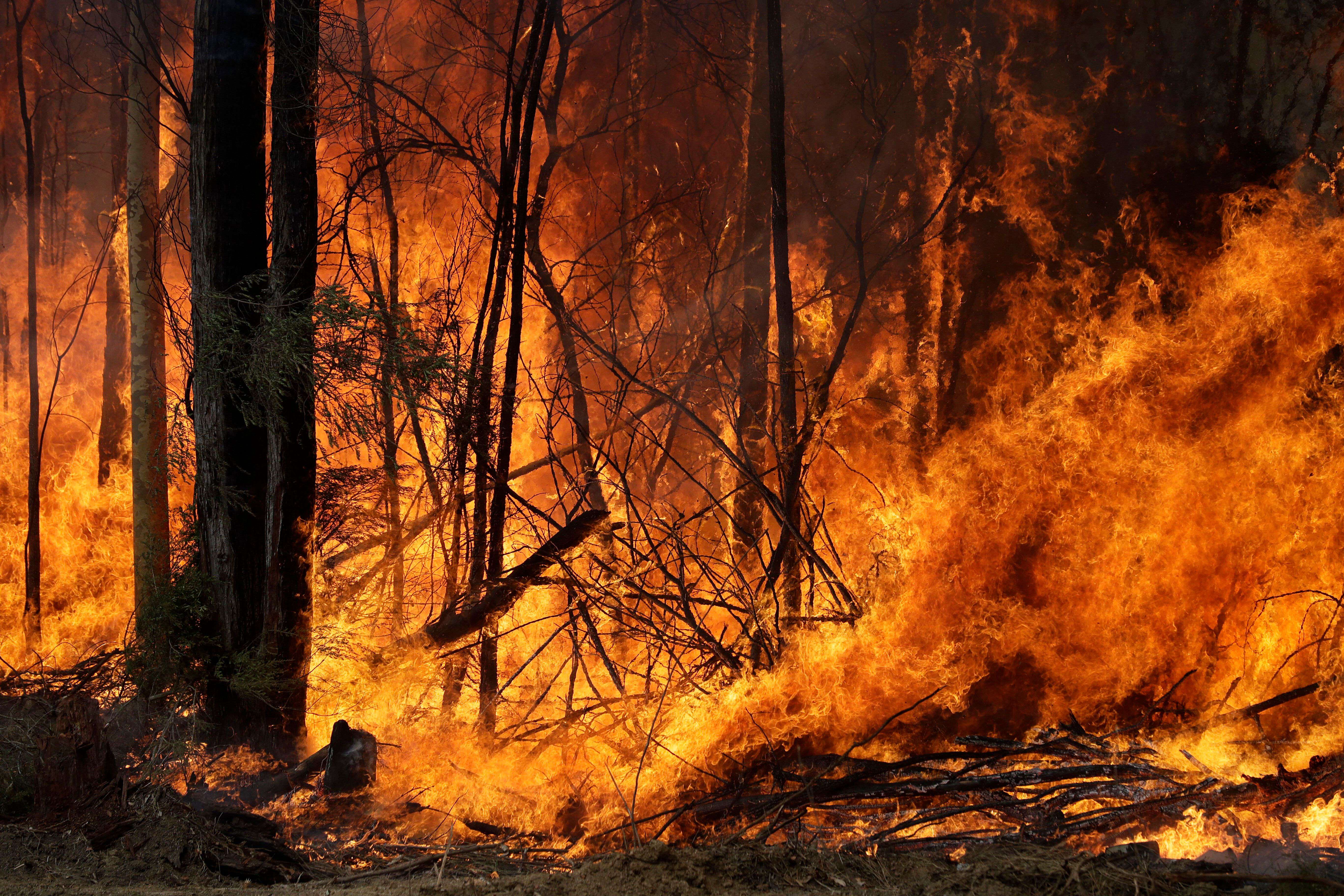 Почему после пожаров. Лесные пожары в Австралии 2019-2020. Лесные пожары в Австралии 2020. Лесные пожары в Австралии 2019. Пожар в Мэрисвилле (2009), Австралия.