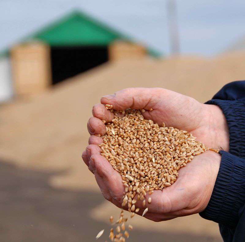 Качество и безопасность зерна. Безопасность зерна. Агро Колядичи. Продовольственная безопасность зерна. Обеспечения качества и безопасности зерна.