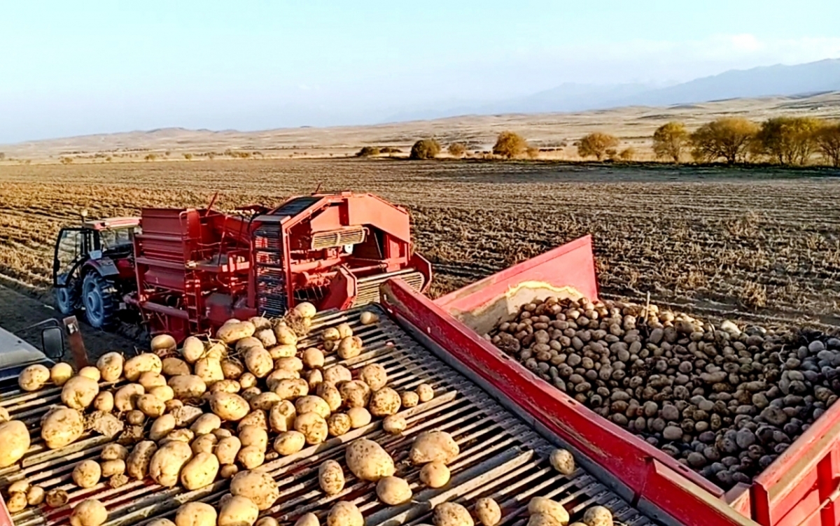 Сельское хозяйство Белоруссии картофелеводство