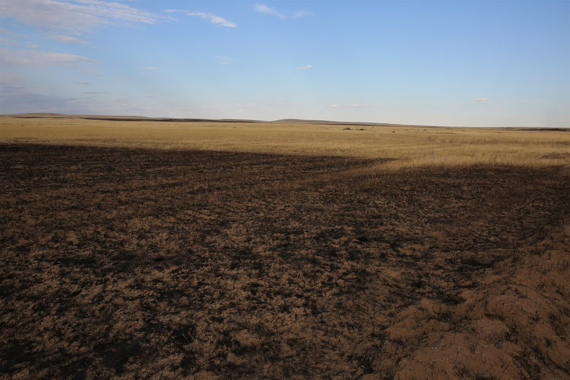 Высохшая степь. ИС степь. 600 Гектар. Arid Steppe.