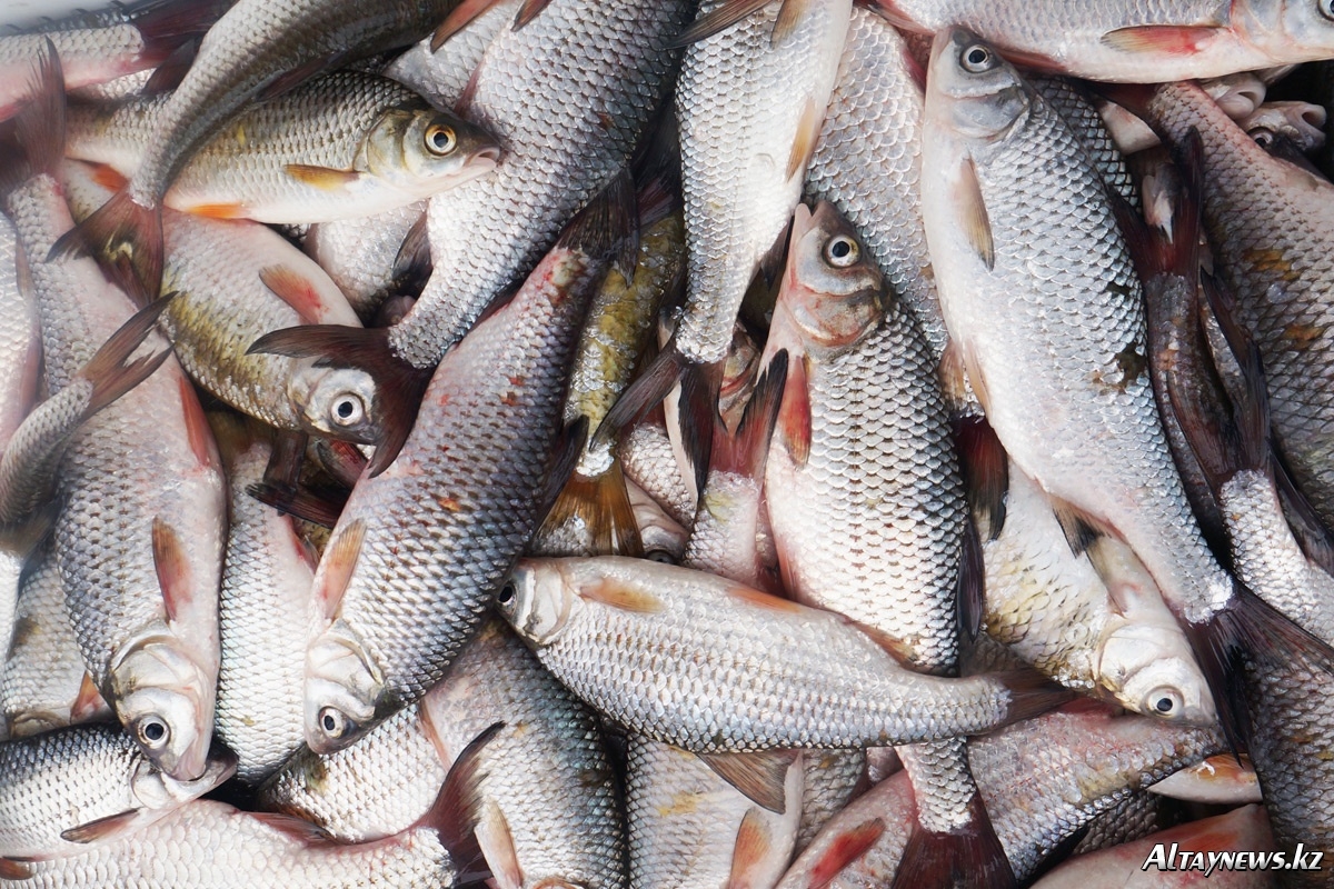 Сура рыба. Рыба в костроме какая. Рыба в костроме какая. Рыба в казахстане. Здорово кострома мем.