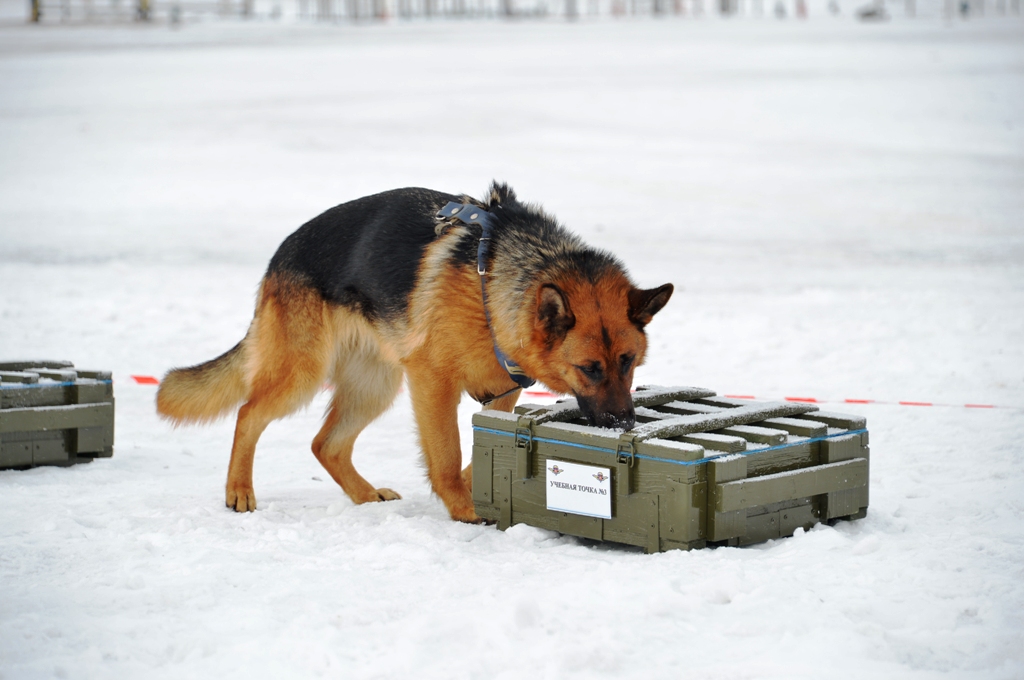 Овчарка кинологическая. Розыскные собаки. Шлейка для служебных собак полиции. Розыскные собаки. Немецкая овчарка служебная собака.